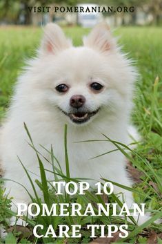 a small white dog sitting in the grass