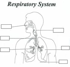 worksheet Human Ear Diagram, Respiratory System Activities