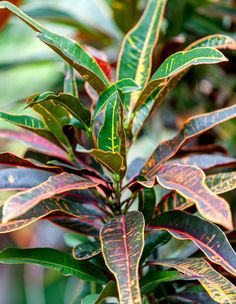 a green and red plant with lots of leaves