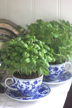 two blue and white cups with plants in them sitting on a table next to plates