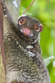 a close up of a small animal on a tree