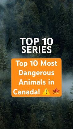 the top 10 most dangerous animals in canada, with text overlaying it's image