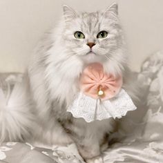 a white cat with a pink bow tie on it's collar sitting on a bed