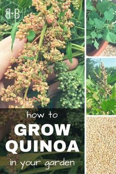 how to grow quinoa in your garden with pictures and text overlays