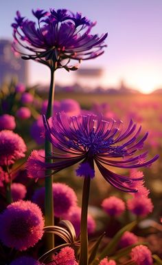 purple flowers are in the foreground as the sun is setting behind them and buildings can be seen in the background