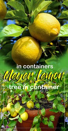 lemons growing on the tree in containers with text overlay that reads, in containers meyer lemon tree in container