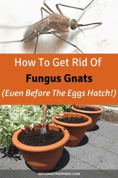 how to get rid of funguss before the eggs hatch in your yard or garden