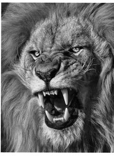 a black and white photo of a lion with its mouth open