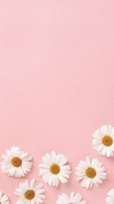 white daisies on pink background with space for text