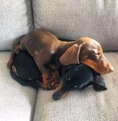 two dachshunds laying on top of each other on a couch