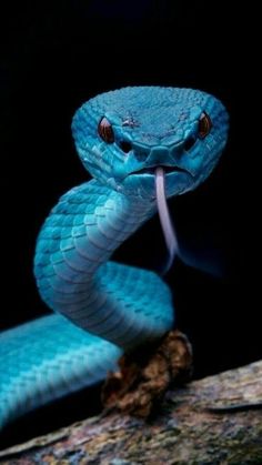 a blue snake with it's mouth open and its tongue out, on a branch