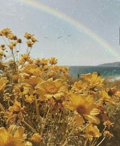 yellow flowers with a rainbow in the background