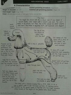 an instruction manual for a poodle dog with instructions on how to groom it's fur