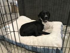 a black and white dog sitting in a cage