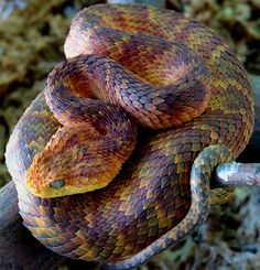 an image of a snake with caption that reads, atheis saunangaa, one of the most beautiful snakes in the world