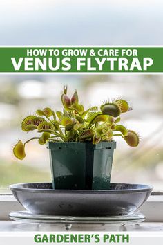 a potted plant sitting on top of a window sill with the words how to grow and care for venus flytrap