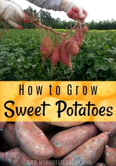 how to grow sweet potatoes in the garden