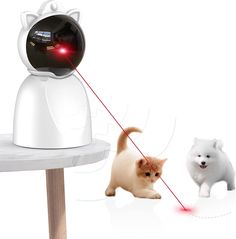 a white cat walking next to a small dog on a red leash with a camera attached