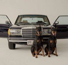 two dogs sitting next to each other in front of a black mercedes benz w160