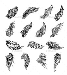 the wings of different shapes and sizes