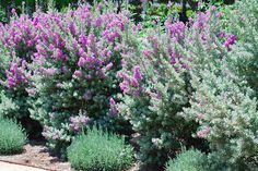 purple flowers are blooming in the garden