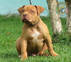 a brown dog sitting in the grass next to a tree