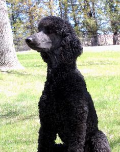 a black poodle sitting in the grass next to a tree