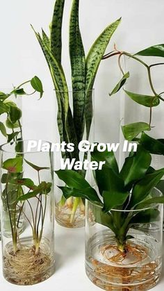 three glass vases filled with plants on top of a white table next to each other