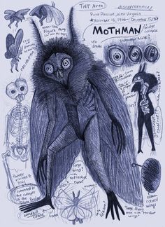 a drawing of an owl sitting on top of a table next to other drawings and words