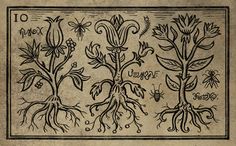 an old book with some plants and roots on it's cover, in black ink