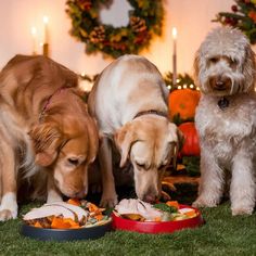 three dogs are eating food out of their bowls on the grass in front of candles