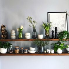 a shelf filled with lots of plants and vases on top of wooden shelves next to a cat