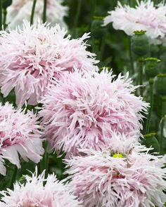 pink and white flowers with green leaves in the background