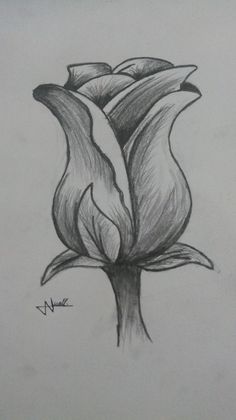 a pencil drawing of a flower on paper