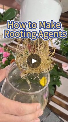 someone is holding a wine glass with some plants in it and the words how to make rooting agent