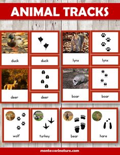 an animal tracks game with pictures and words