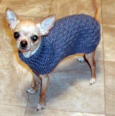 a small chihuahua dog wearing a sweater on the floor looking at the camera while standing up