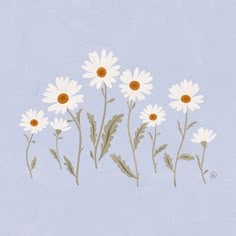 some white daisies on a light blue background