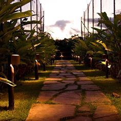 a pathway in the middle of some plants