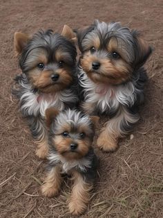 two small dogs sitting next to each other on top of dry grass and dirt ground