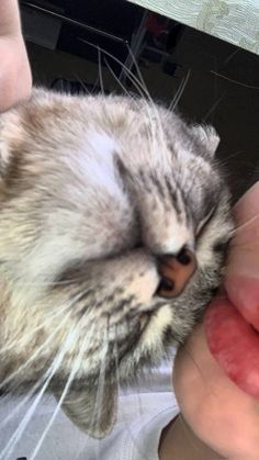 a woman is kissing a cat with her tongue out and it's face close to the mouth