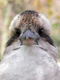 a close up view of a bird with brown and white markings on it's face