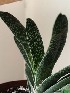 Gasteria Succulent Gasteria Succulents, Succulent Species, Succulent Leaves, Plant Care Houseplant, Succulent Care, House Plant Care, Plant Mom, Cactus And Succulents, Cacti And Succulents