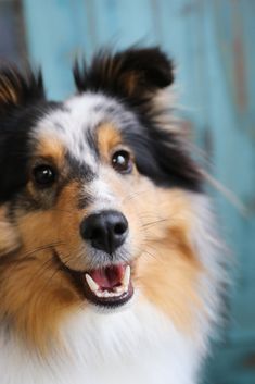 a close up of a dog with it's mouth open