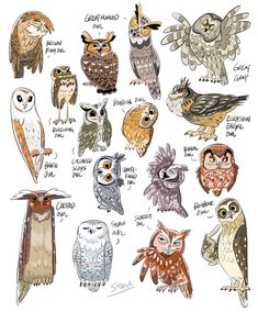 an image of many different kinds of owls