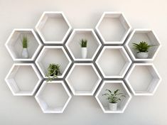 hexagonal shelves with plants on them against a white wall in an office setting