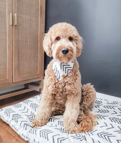 a brown dog wearing a bow tie sitting on a pillow