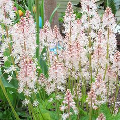 some white flowers are growing in the grass