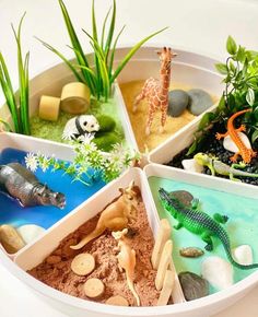 four trays filled with different types of animals and plants in them on a table