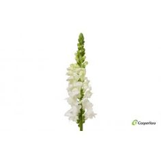 a white flower with green stems on a white background